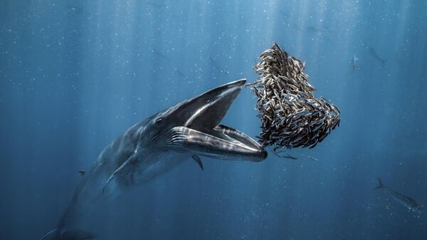 Снимок полосатика Брайда фотографа Rafael Fernández Caballero, ставший победителем в конкурсе Ocean Photographer of the Year 2024 - Sputnik Грузия