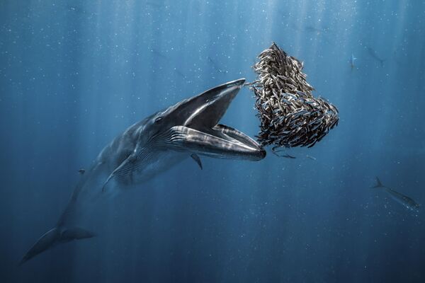 Веселые мальки и затонувший корабль на Багамах: победители Ocean Photographer of the Year