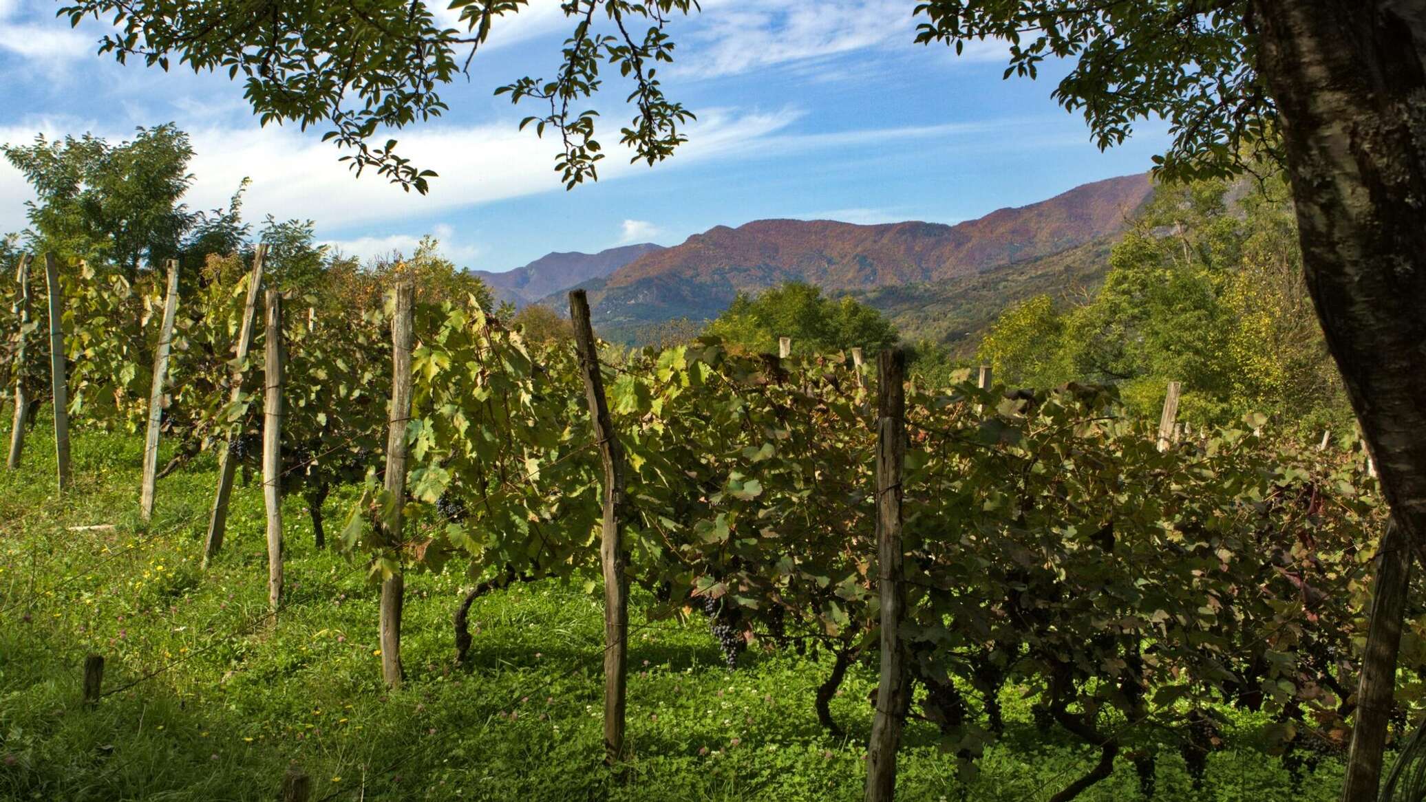 ვენახის სამეწარმეო მიზნით გაშენებას თანხმობა დასჭირდება: პირობები