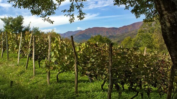 Сбор винограда в высокогорном регионе Грузии Рача - Sputnik Грузия