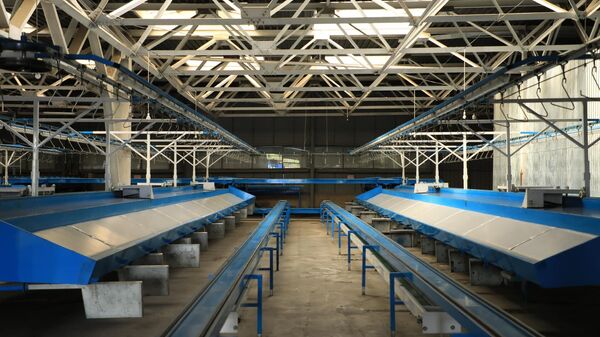 В Аджарии открылся новый завод по переработке цитрусовых - Sputnik Грузия