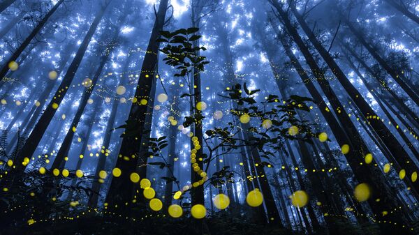 Снимок Fireflies flying in the misty тайваньского фотографа Shirley Wung, победивший в номинации Special Awards. Forest конкурса The 11th International Landscape Photographer of the Year - Sputnik Грузия