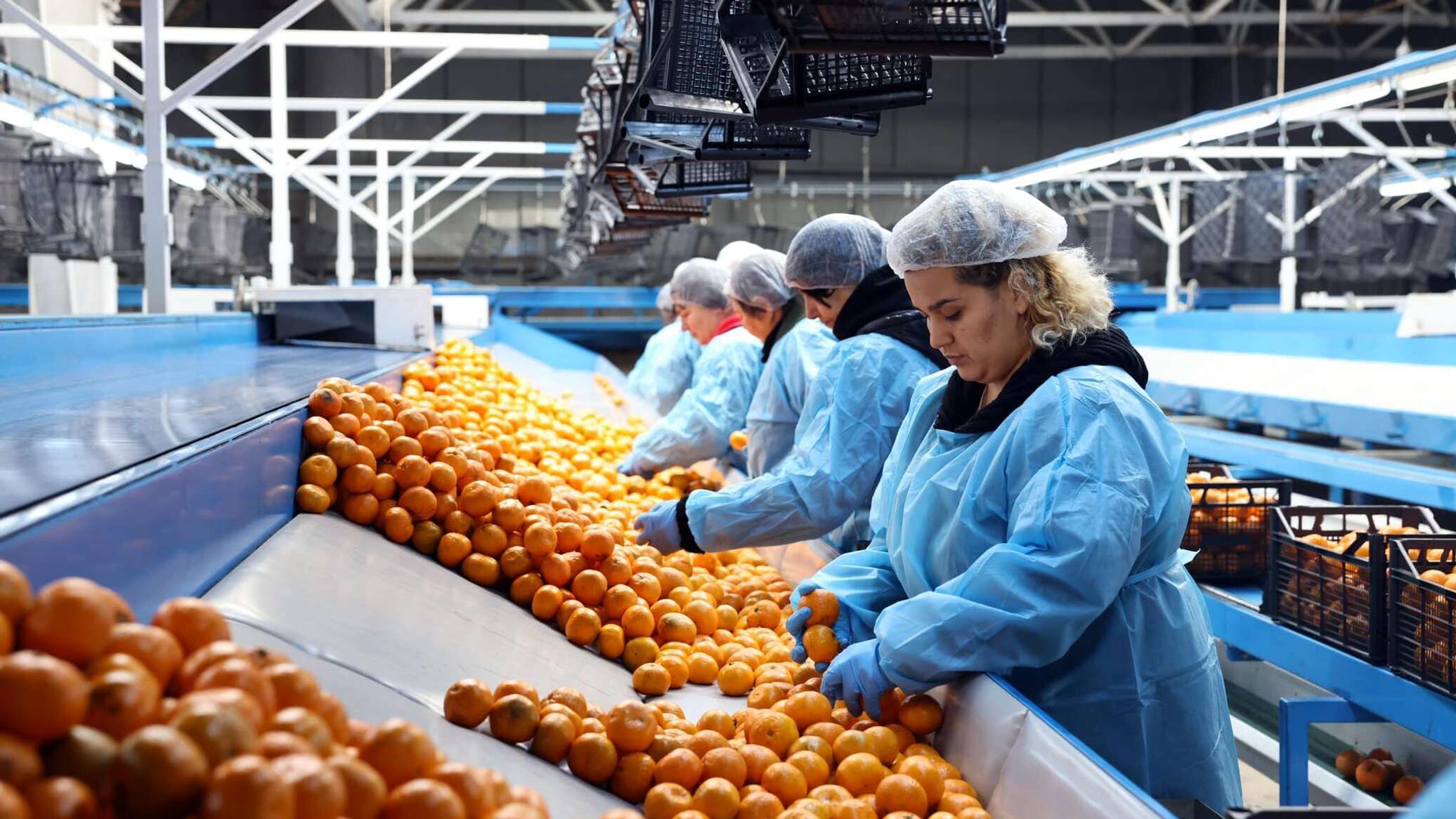 მთავრობა არასტანდარტულ მანდარინს დამატებით 2,6 მლნ ლარით დაასუბსიდირებს