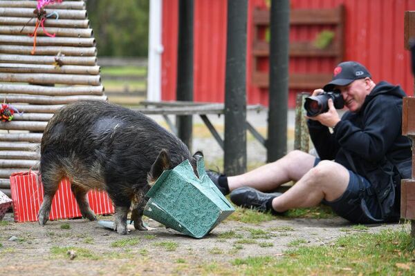 Фотограф делает снимки свиньи, ищущей рождественские угощения в парке дикой природы Орана в Новой Зеландии. - Sputnik Грузия