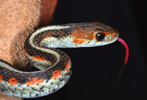 Калифорнийская краснобокая подвязочная змея (Thamnophis sirtalis infernalis). - Sputnik Грузия