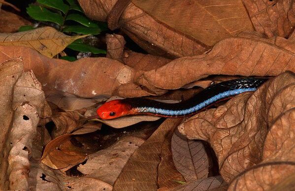 Голубая малайская коралловая змея (Calliophis bivirgatus). - Sputnik Грузия