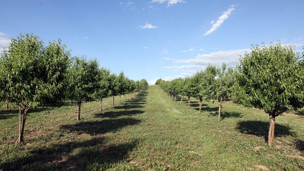 Сад миндальных деревьев - Sputnik Грузия