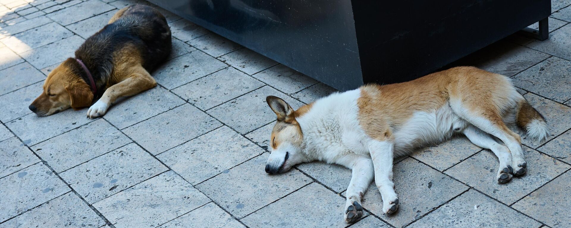 Бродячие бездомные собаки на улицах города - Sputnik Грузия, 1920, 01.04.2026