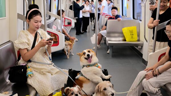 Пассажиры со своими питомцами в поезде, в котором разрешено провозить домашних животных, на линии Цзиньидун в Цзиньхуа, провинция Чжэцзян, Китай - Sputnik Грузия