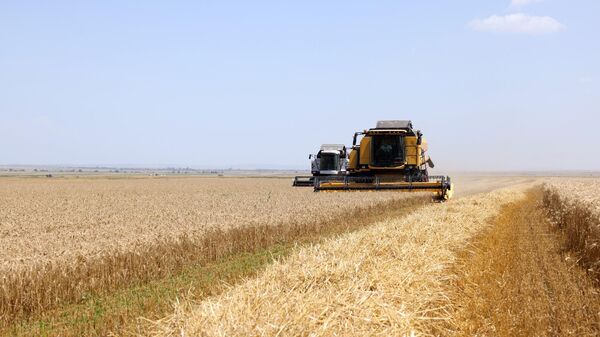 Грузинская пшеница - Sputnik Грузия