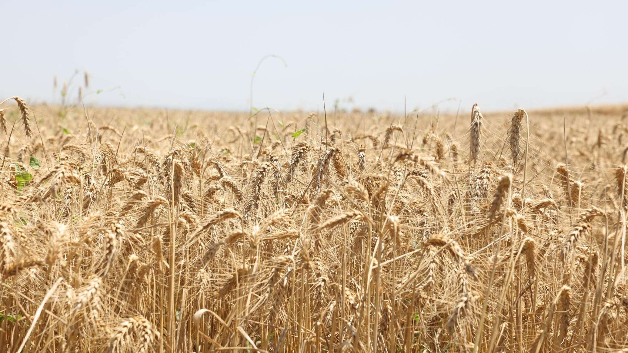 ასოციაცია: მსოფლიოში ხორბლის მარაგი  გაიზარდა