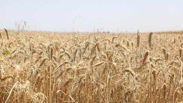 Грузинская пшеница - Sputnik Грузия