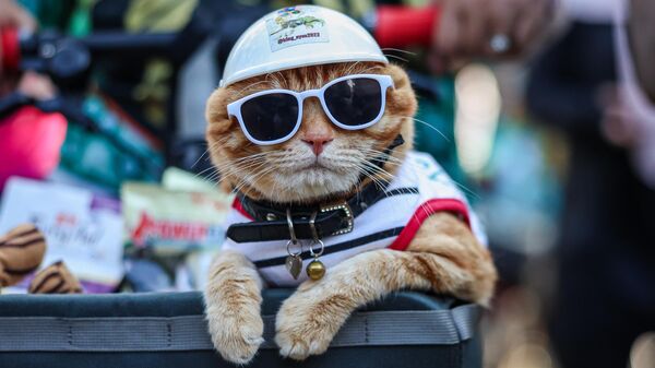 Кот Кинг Ойен появился на пикнике по случаю дня рождения бывшего премьер-министра Махатхира Мохамада, Малайзия - Sputnik Грузия