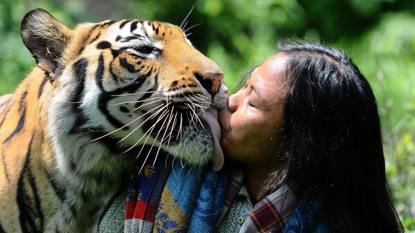 Бенгальский тигр целует смотрителя в Индонезии  - Sputnik Грузия