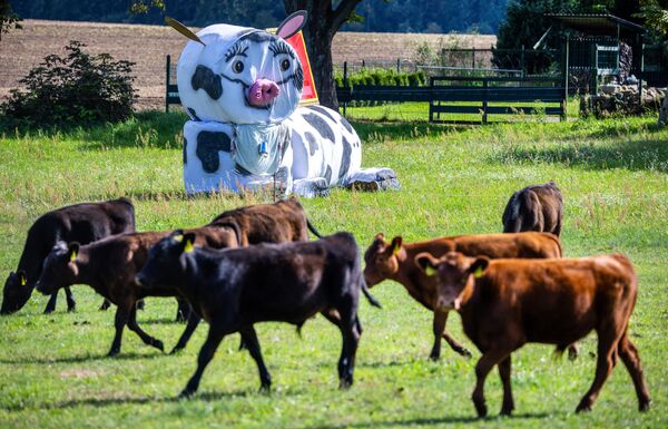 Гигантская корова из рулонов соломы в Германии. - Sputnik Грузия