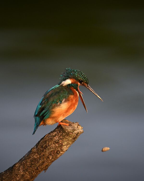 Зимородок, выронивший еду, на водохранилище Чард. - Sputnik Грузия