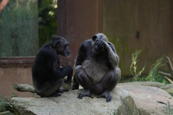 Шимпанзе в зоопарке Барселоны. - Sputnik Грузия