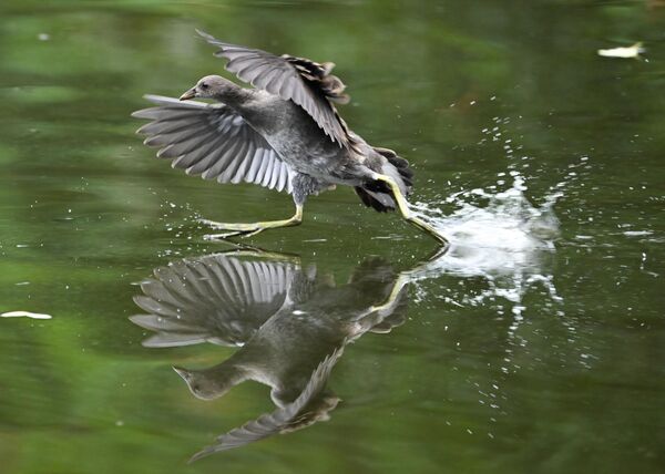 Утка бежит по воде в городском лесу Франкфурта-на-Майне. - Sputnik Грузия