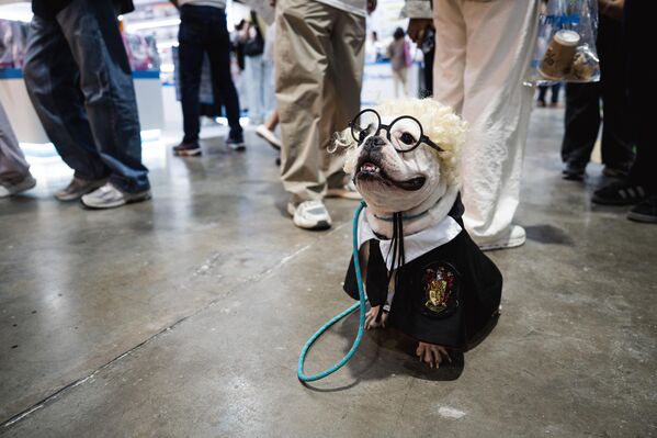 Бульдог в костюме Гарри Поттера на чемпионате Pet Expo 2025 в Бангкоке. - Sputnik Грузия