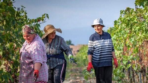 Ртвели. Виноград. Грузия - Sputnik Грузия