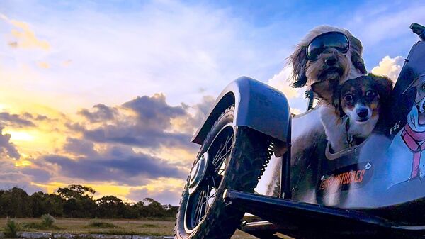 Снимок Moto Cães бразильского фотографа Thiago Bernardes de Souza, ставший вторым в категории Photographer of the Year конкурса IPPAWARDS 2025 - Sputnik Грузия