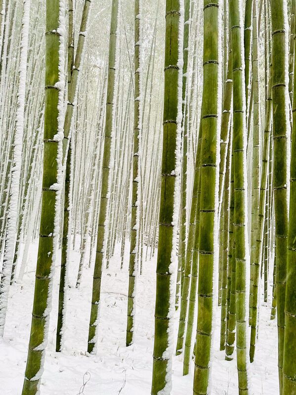Снимок &quot;Зимний бамбук&quot; фотографа из Австралии Марка Сармиенто, победивший в категории Nature конкурса IPPAWARDS 2025. - Sputnik Грузия
