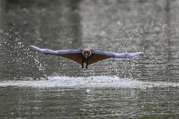 Летучая лисица ныряет в воду, чтобы охладиться и напиться на озере Рамна Парк в Дакке. - Sputnik Грузия