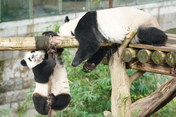 Большие панды играют в зоопарке Чунцина в Китае. - Sputnik Грузия