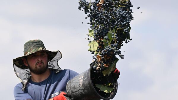 Сбор урожая винограда - ртвели, в восточной Грузии, в регионе Кахети  - Sputnik Грузия