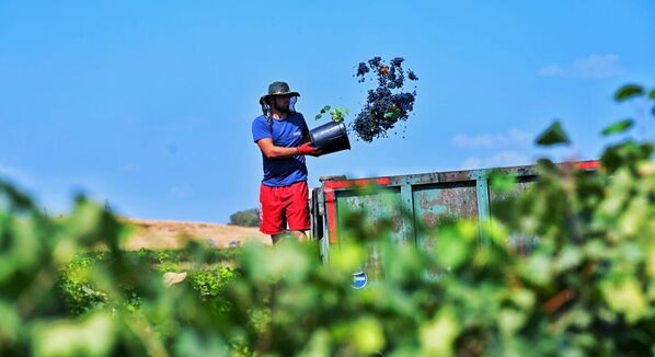 Виноград на заводы уже сдали около 1,5 тысячи фермеров - Sputnik Грузия