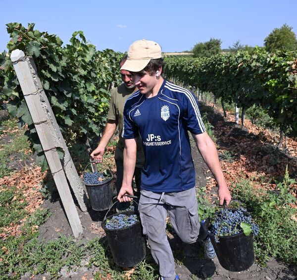 Круглосуточный штаб для содействия проведению ртвели действует в городе Телави - Sputnik Грузия