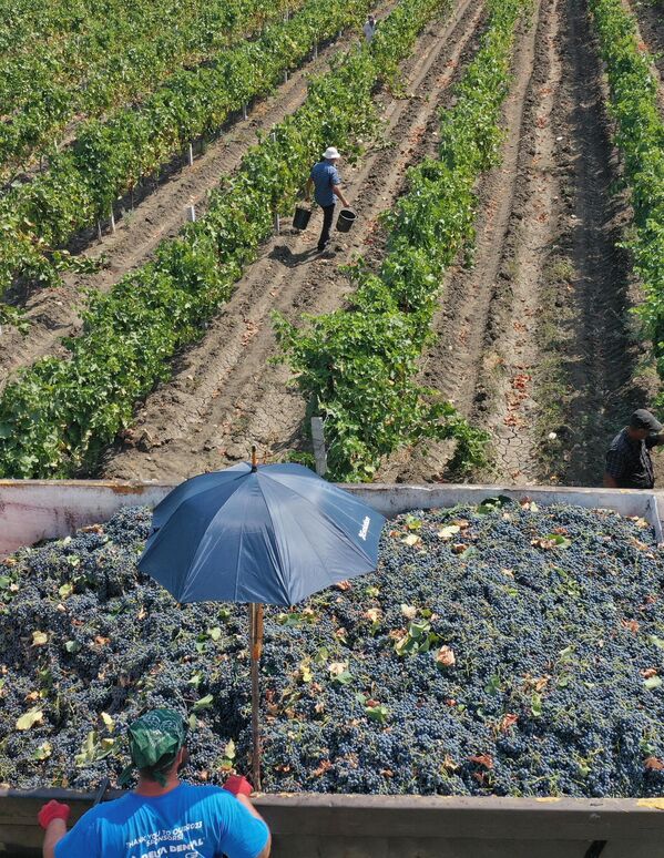 Излишки винограда, которые не купит частный сектор, приобретет госпредприятие &quot;Компания по управлению урожаем&quot; - Sputnik Грузия