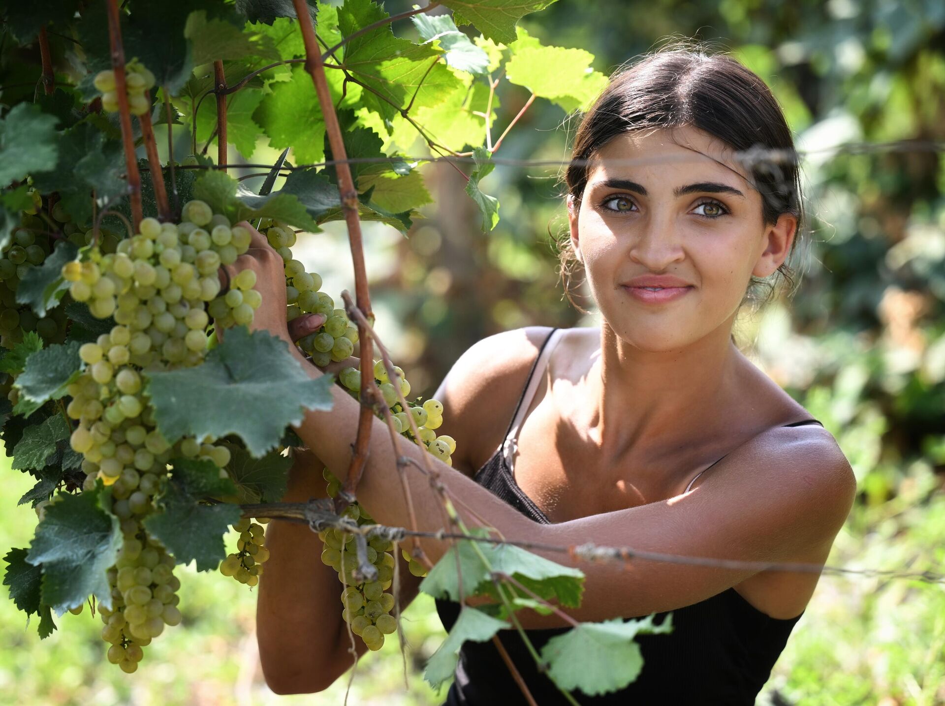 Сбор урожая винограда - ртвели, в восточной Грузии, в регионе Кахети  - Sputnik Грузия, 1920, 17.09.2025