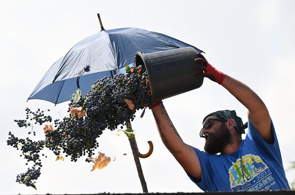 Однако теперь решено, что такие субсидии выделяться уже не будут, а остатки винограда закупит госкомпания  - Sputnik Грузия