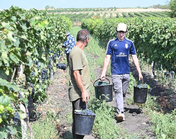 Винные заводы в регионе Кахети уже переработали до 24 тысяч тонн винограда - Sputnik Грузия