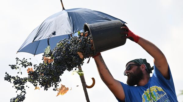 Сбор урожая винограда - ртвели, в восточной Грузии, в регионе Кахети  - Sputnik Грузия