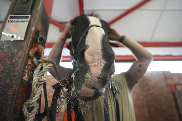 Солдат Королевского конного полка Королевской кавалерии седлает лошадь в Виндзоре. - Sputnik Грузия