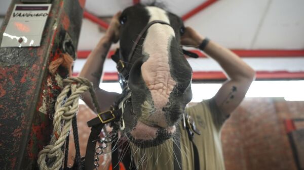 Солдат Королевского конного полка Королевской кавалерии седлает лошадь в Виндзоре, Англия - Sputnik Грузия