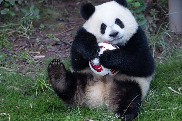 Большая панда Ци Ин играет в футбол в зоопарке Чунцина в Китае. - Sputnik Грузия