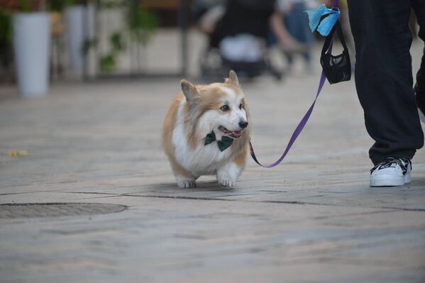 Ну, как же без четвероногих гостей праздника, тем более когда ты с &quot;бабочкой&quot;. - Sputnik Грузия