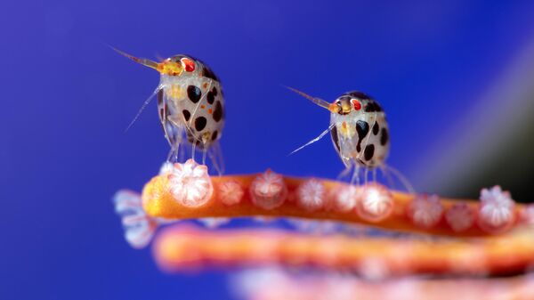 Снимок Two amphipods фотографа Yury Ivanov, победивший в конкурсе Ocean Photographer of the Year 2025 - Sputnik Грузия