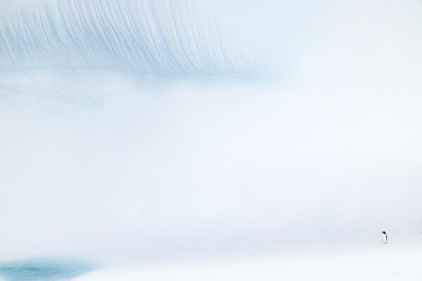 Ромен Барац из Франции получил признание в разделе &quot;Fine Art Photographer of the Year&quot; за минималистичное фото пингвина в Антарктике. - Sputnik Грузия