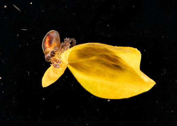 Цзялин Цай снял на Филиппинах детеныша осьминога. - Sputnik Грузия