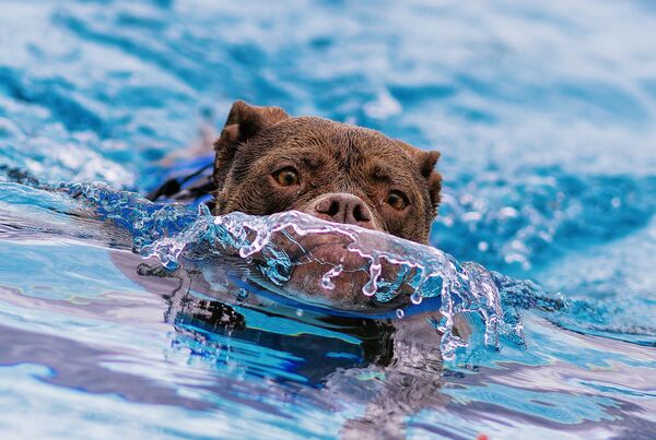 Собака плывет в бассейне &quot;Панорама&quot;, открытом для собак в городе Фройденштадт, Германия. - Sputnik Грузия
