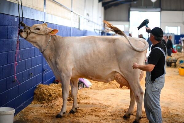 Крупный рогатый скот готовят к оценке на выставке The Dairy Show в Англии. - Sputnik Грузия