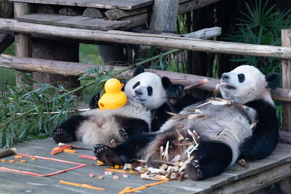 Большие панды Хао Ци и Ци Ин наслаждаются особыми угощениями в честь Дня независимости в зоопарке  Китая. - Sputnik Грузия