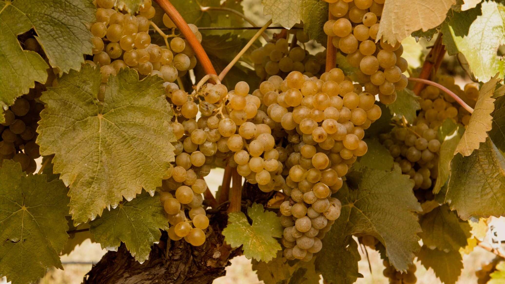 რთველი-2025: კახეთში 247 ათასამდე ტონა ყურძენია გადამუშავებული