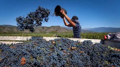 Ртвели 2025 — сбор урожая винограда в Грузии