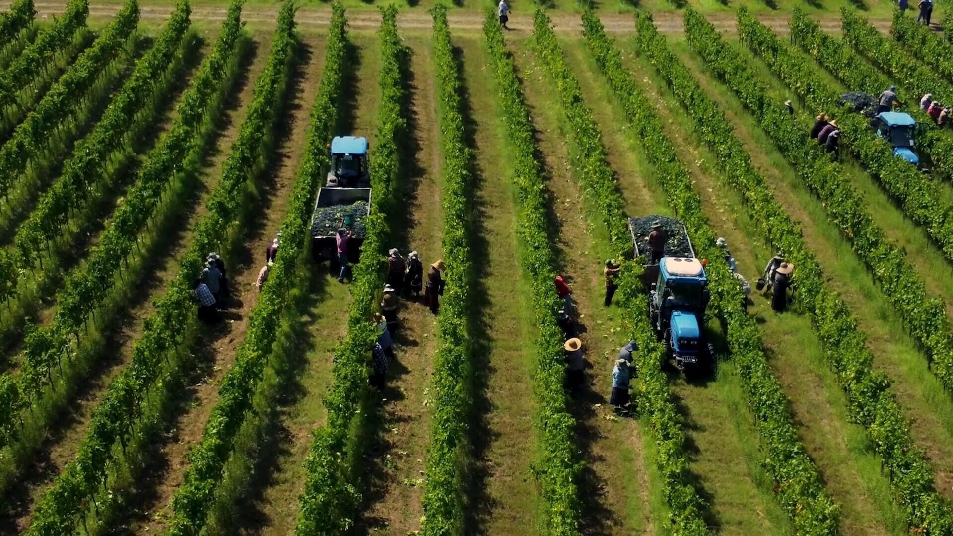 Ртвели 2025 — сбор урожая винограда в Грузии - Sputnik Грузия, 1920, 04.10.2025