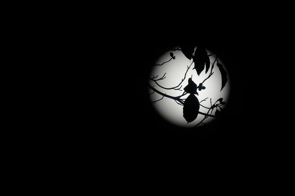 Листья на фоне суперлуния, Портленд, штат Орегон. - Sputnik Грузия